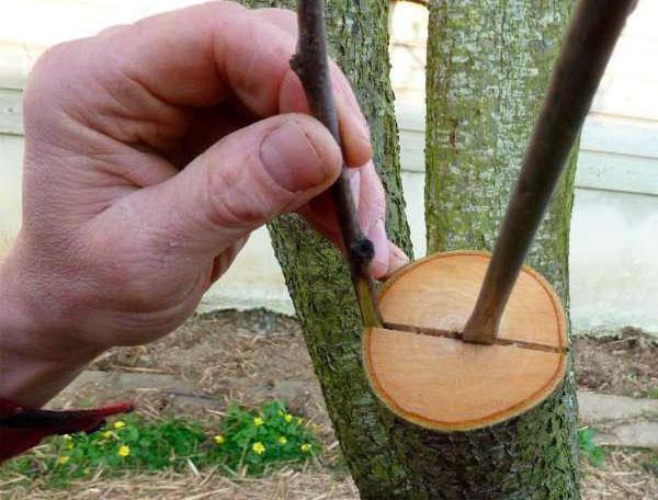 injerto de cerezas en ciruelas