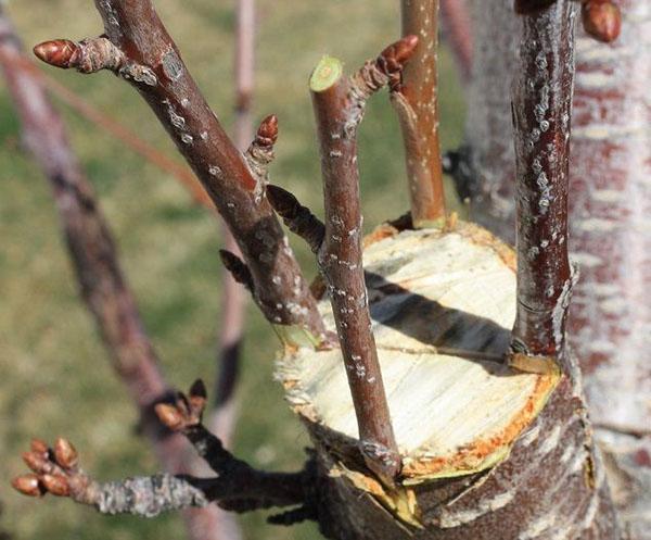 injerto de cerezas en primavera y verano