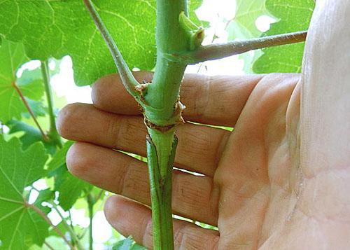 Être un nouveau buisson de raisin