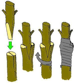 Inoculation sur greffon