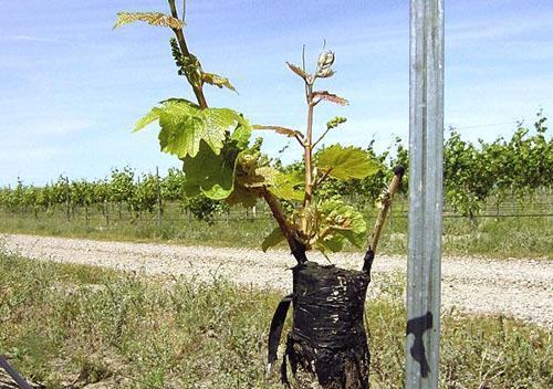 Une nouvelle variété sur un vieux buisson a commencé à pousser