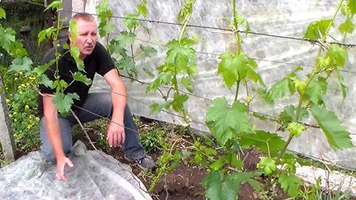 Les jeunes buissons poussent sur le scion