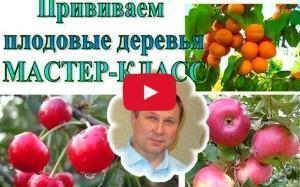 Comment bien planter des arbres fruitiers en vidéo