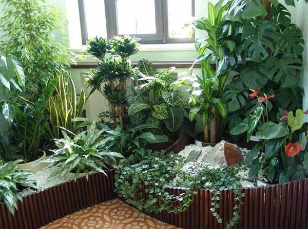 plantes d'intérieur en hiver