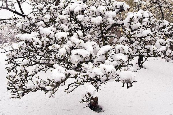 cayeron fuertes nevadas