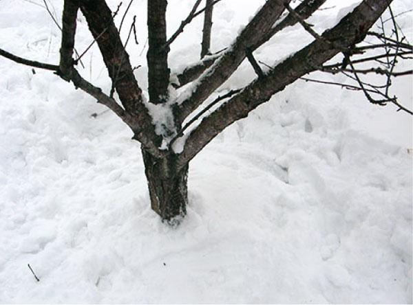 pisotear la nieve alrededor de los árboles