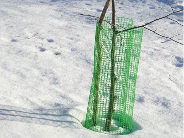 protection des jeunes arbres