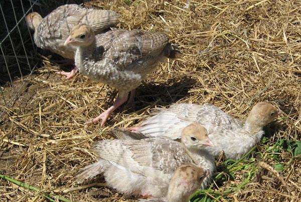 Para que los pavipollos de pavo estén menos expuestos a enfermedades, se necesitan aviarios espaciosos