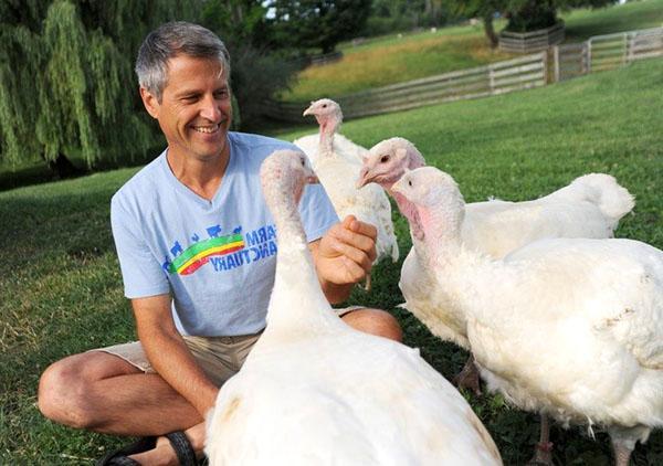 La vaccination des poussins peut aider à élever des volailles en bonne santé