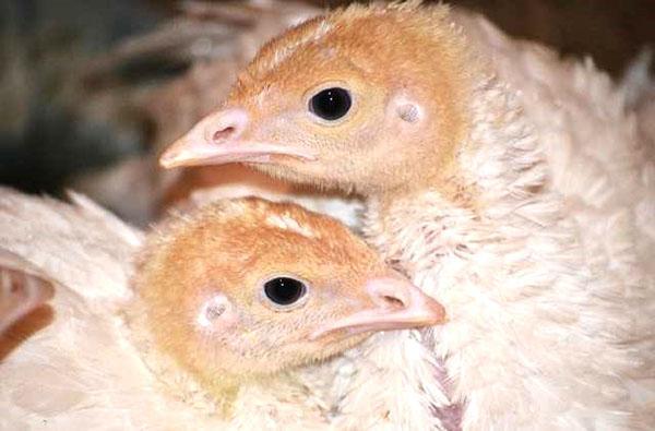 Los pavipollos son más propensos a sufrir diversas enfermedades que las aves adultas.