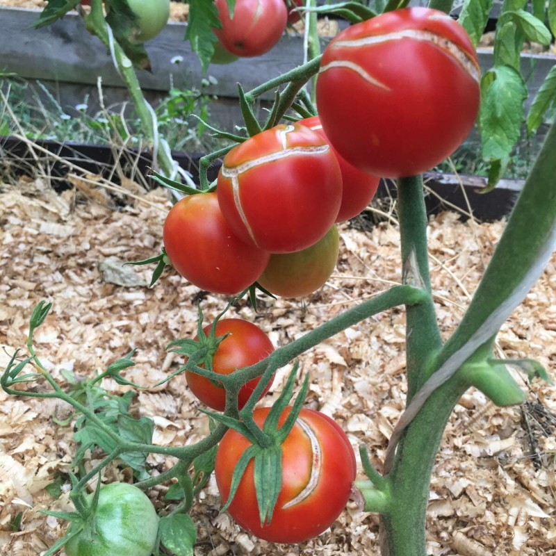 causas de rotura de tomates