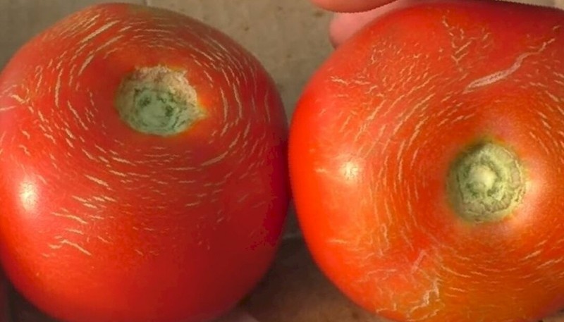 grietas como una característica varietal de los tomates