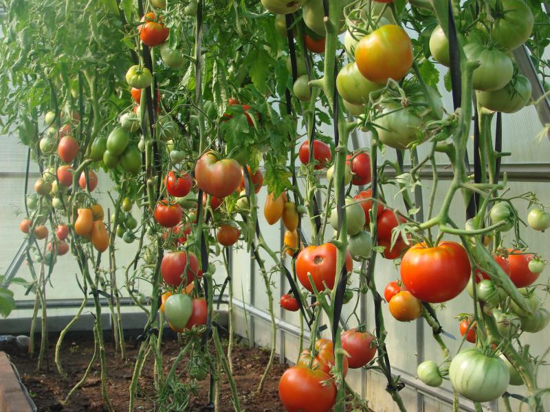 como evitar que se partan los tomates