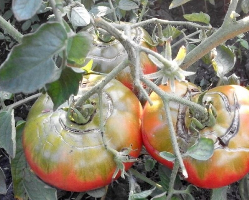 por qué los tomates se rompen cuando están maduros