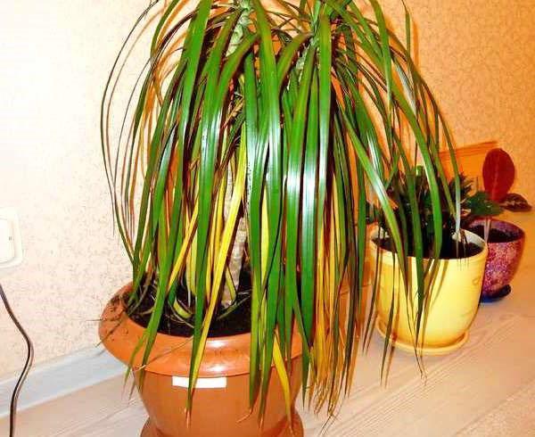 Las hojas de Dracaena se vuelven amarillas