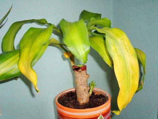 El follaje joven de la planta se vuelve amarillo.