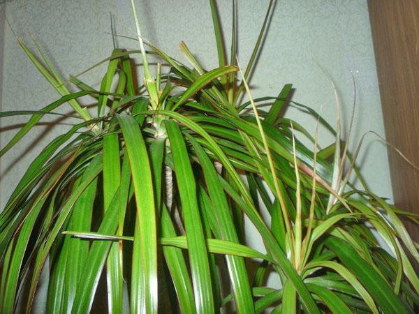 Las hojas de la corona de la dracaena se enrollan en tubos.