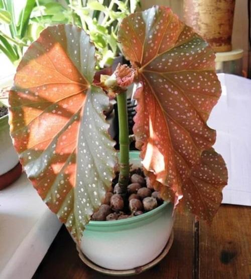 hojas de begonia roja