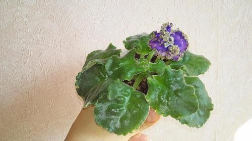 première floraison