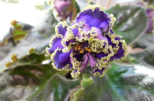 fleurs violettes