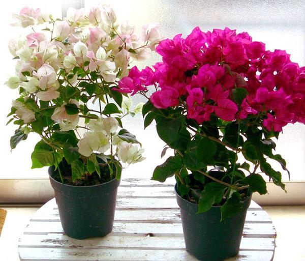 Bougainvilliers dans la chambre