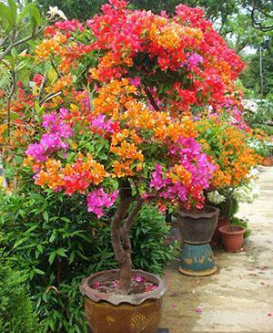 Former des bougainvilliers en pot