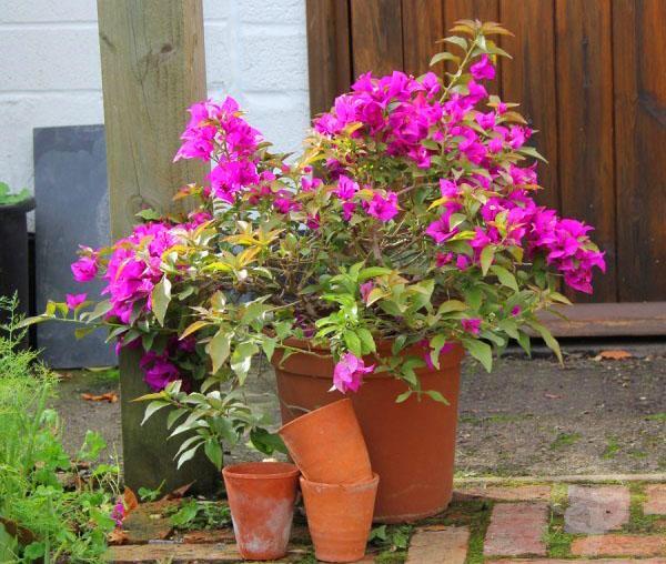 Transplanter des bougainvilliers dans un pot spacieux