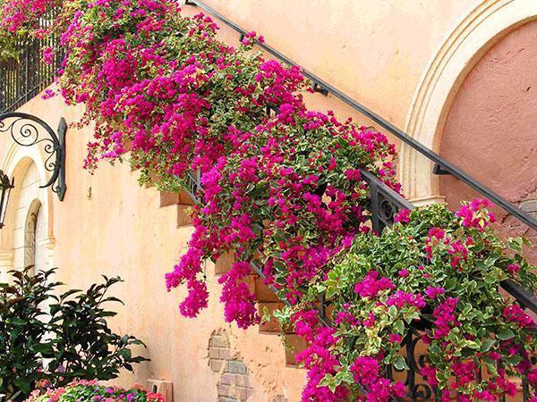 Decoración de escalera de buganvillas