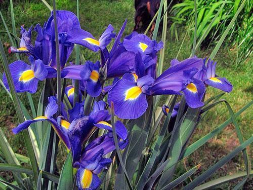 iris dans le parterre de fleurs de pays