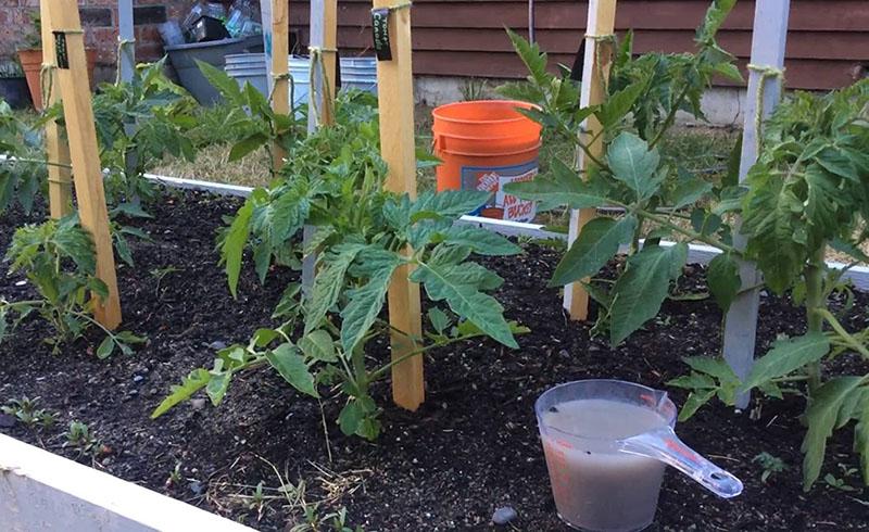 Tomate de alimentación planificada