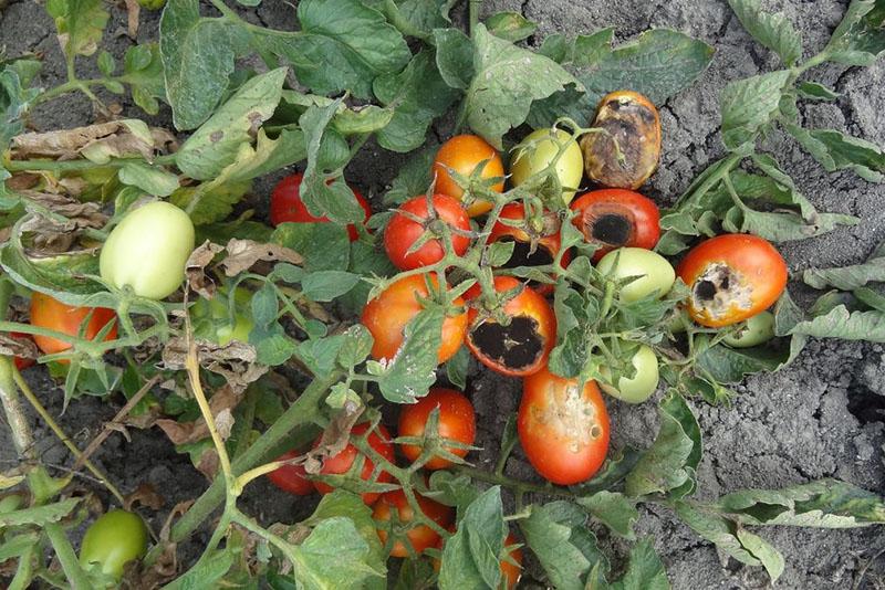 tomates en campo abierto