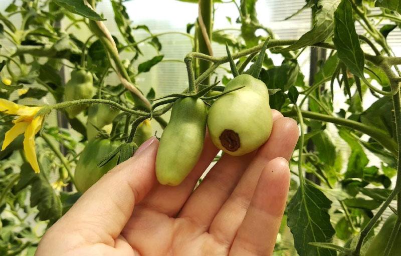 pudrición superior en tomates como resultado de un cuidado inadecuado