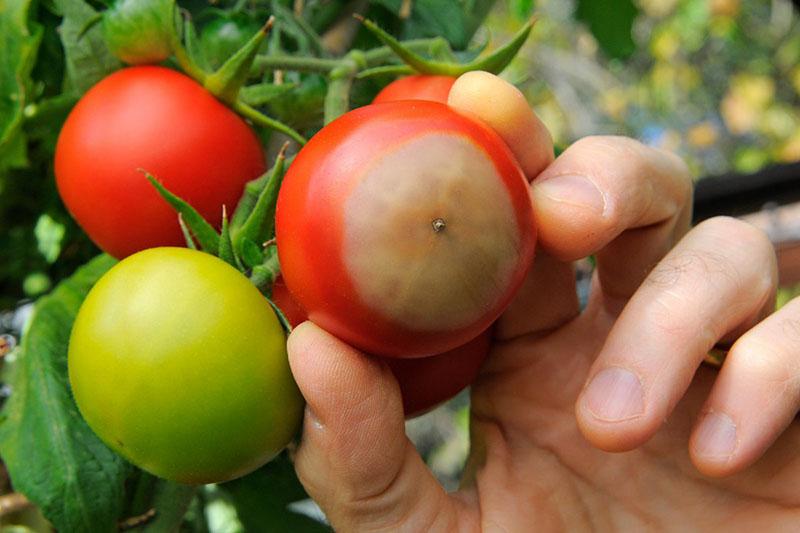 pudrición superior en tomates, etapa inicial