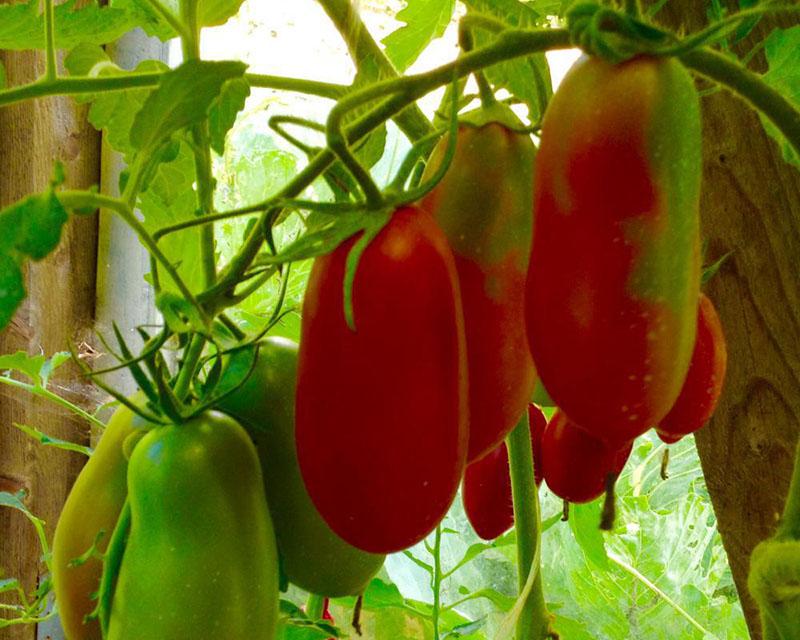 variedades de tomate resistentes a enfermedades