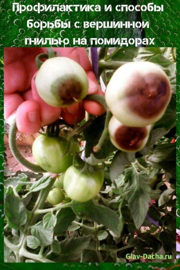 pudrición superior en tomates