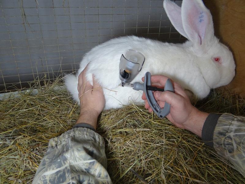 La vacunación de los conejos protegerá a los animales de las enfermedades