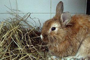 El conejo tiene coccidiosis