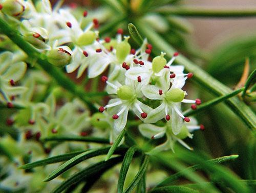 Flores delicadas de espárragos blancos