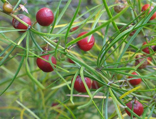 Des saponines toxiques sont présentes dans les fruits des asperges
