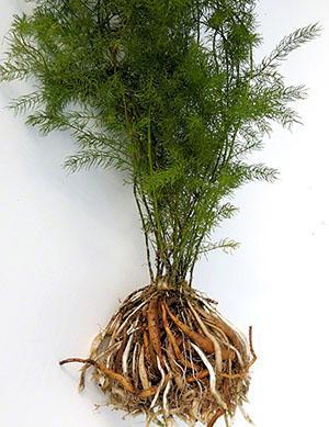 Structure de la plante d'asperge