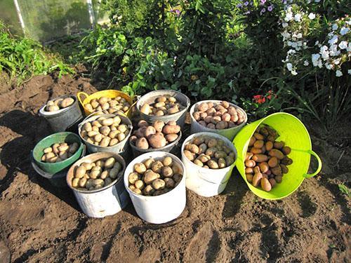 Cosecha de un jardín bien cuidado.