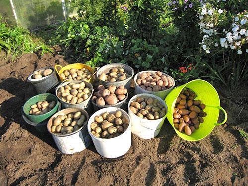 Récolter dans un jardin bien entretenu