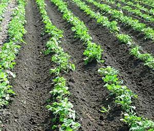 Huerta después del tratamiento con erizos.