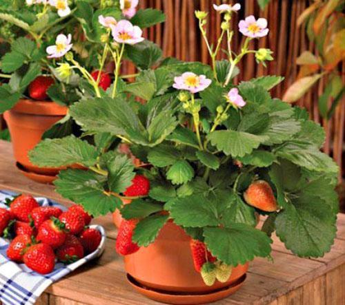 fresas en el alféizar de la ventana