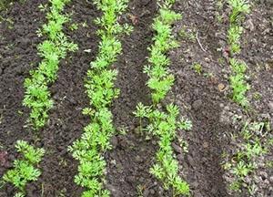 Deshierbe de zanahorias
