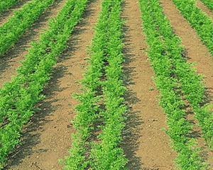Lechos limpios de zanahorias