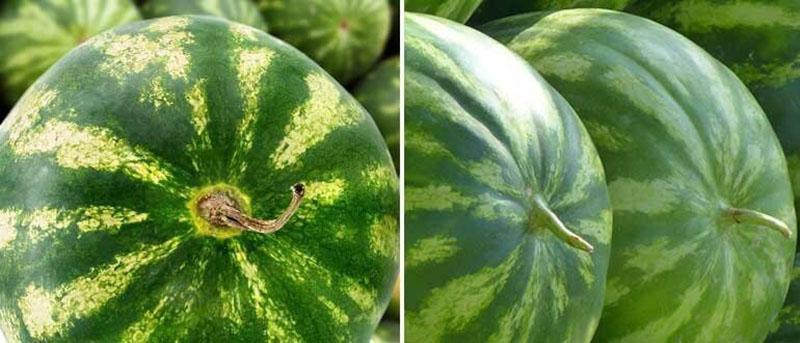 como elegir una sandia por el tallo