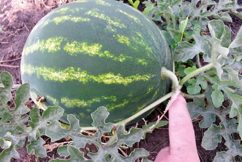 sandia en el jardin