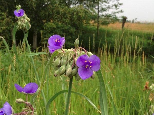 En invierno, Tradescantia se cubre para conservar la planta durante el próximo año.