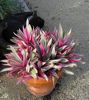 Habitación tradescantia
